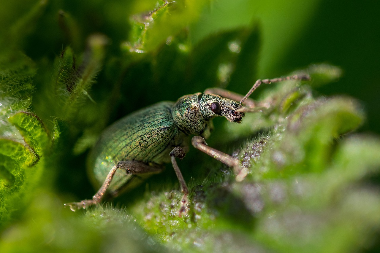 Understanding Consumer Preferences for Eco-Friendly Pest Control Among Millennials